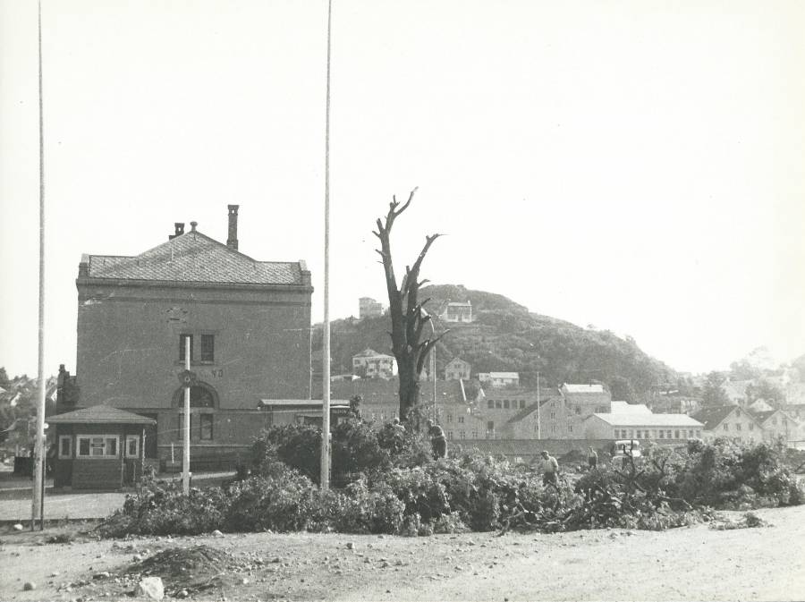 tuntreet3.jpg